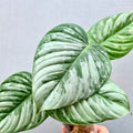Philodendron sodiroi
