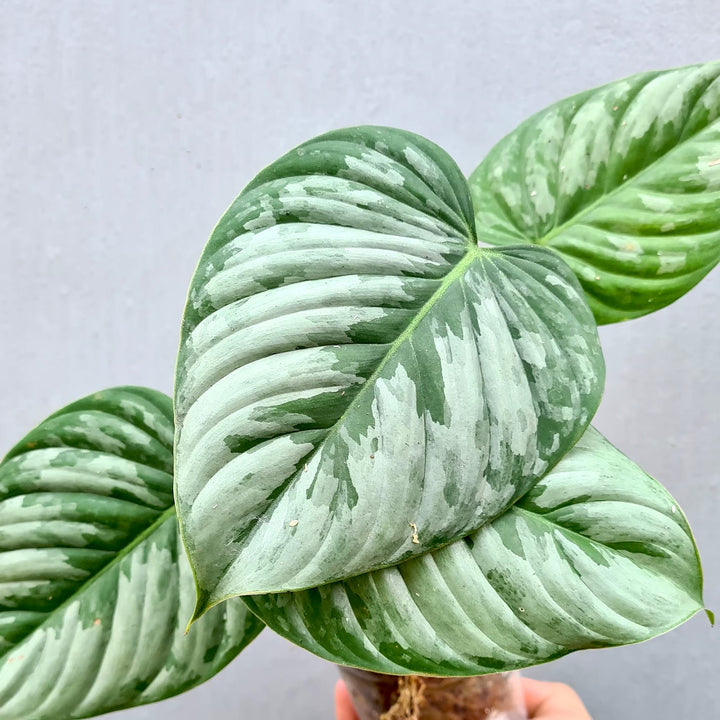 Philodendron sodiroi