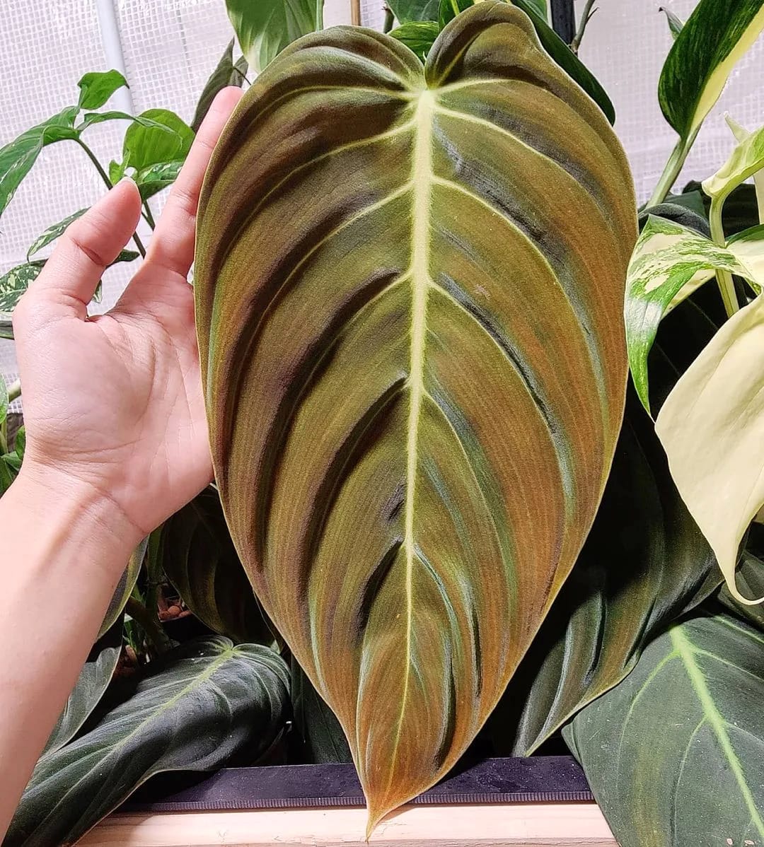 Philodendron gigas