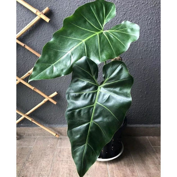 Philodendron maximum - huge leaves!