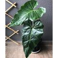 Philodendron maximum - frunze uriase!