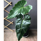 Philodendron maximum - frunze uriase!