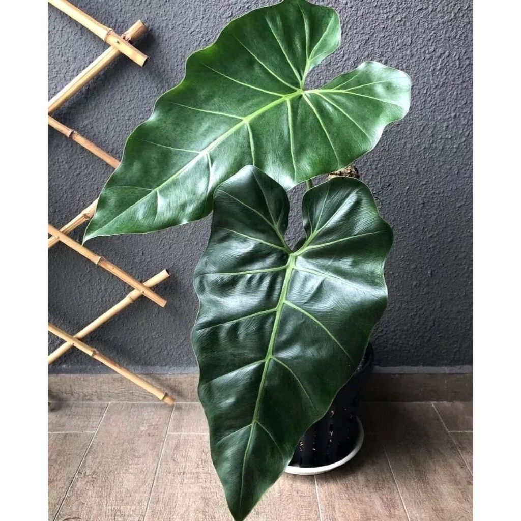Philodendron maximum - frunze uriase!