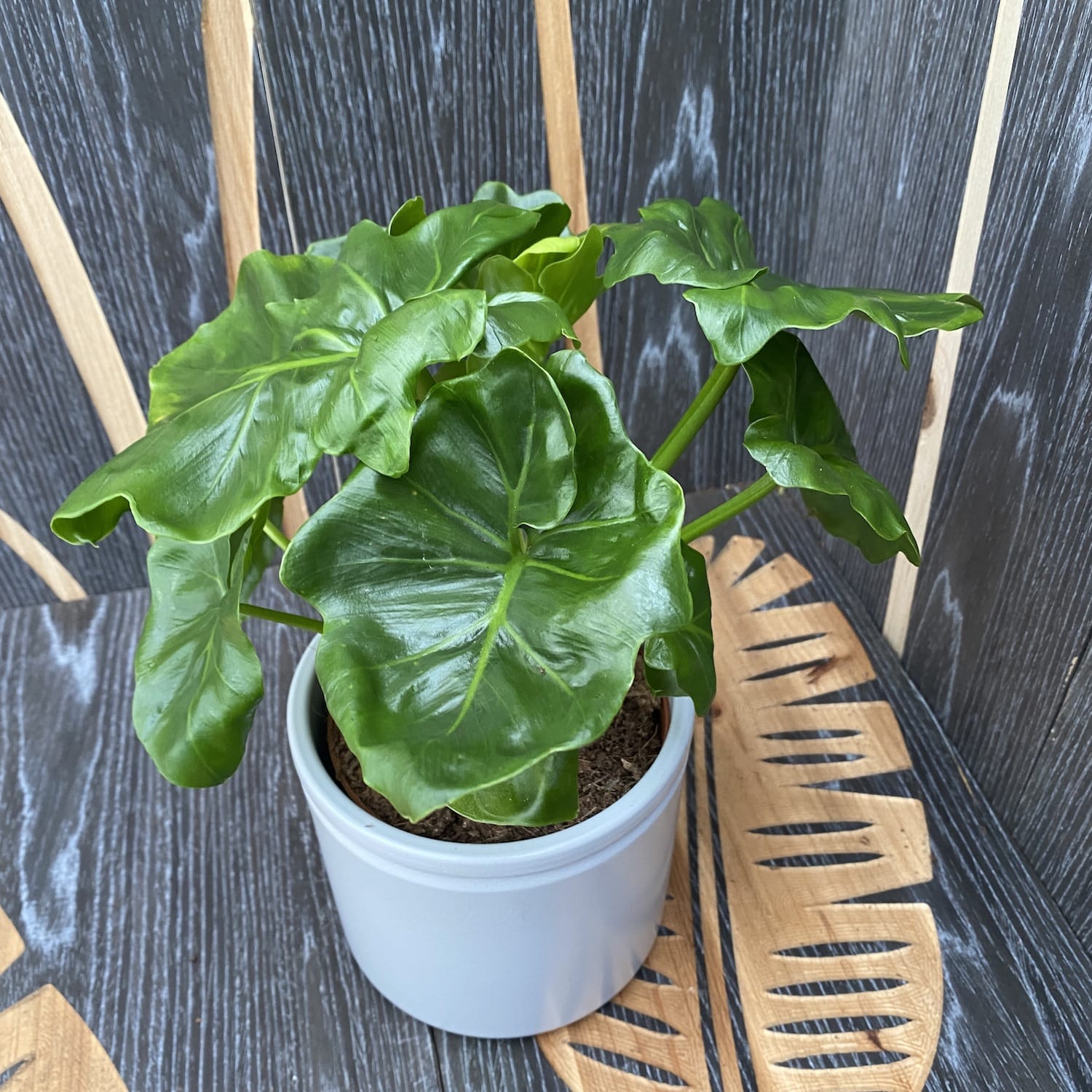 philodendron atom verzorging Philodendron Atom – Secret Garden Plant Shop