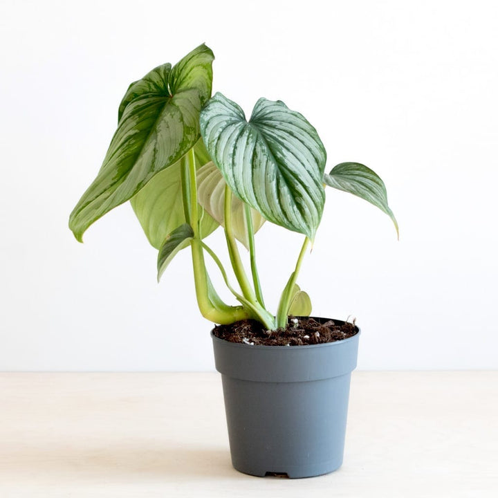 Philodendron mamei