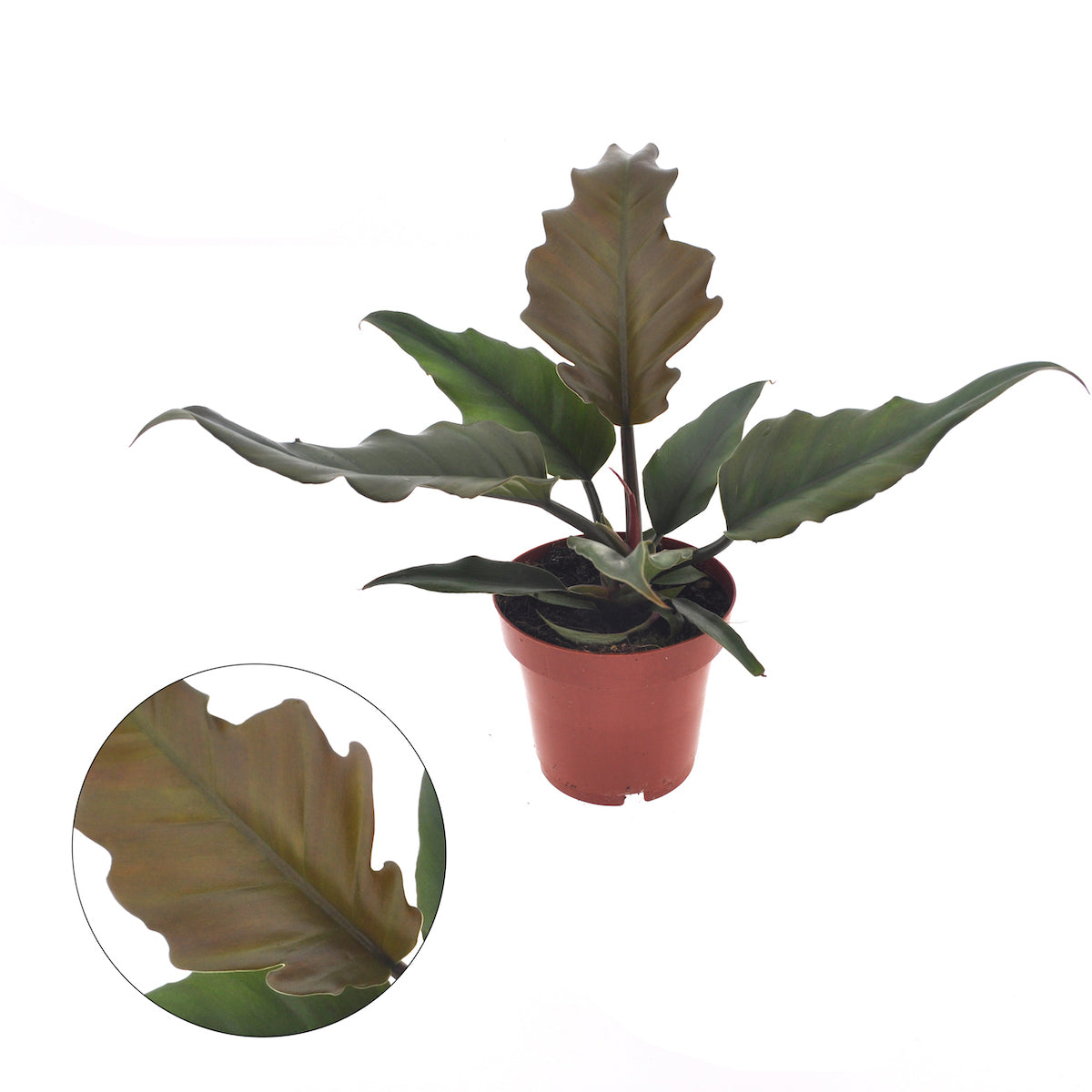 Philodendron Caramel