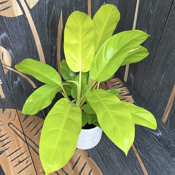 Philodendron Malay Gold (2 plants/pot)