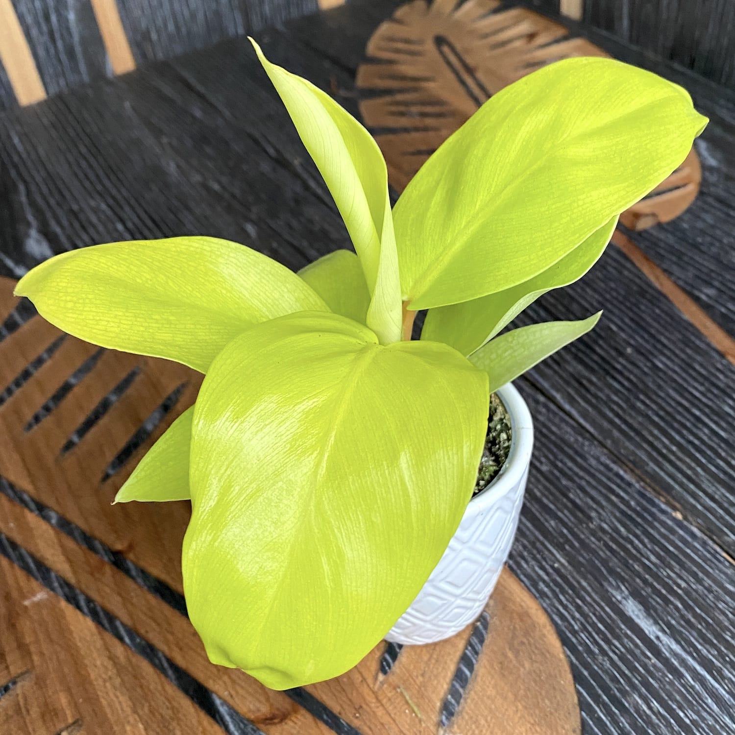 Philodendron Malay Gold (babyplant)