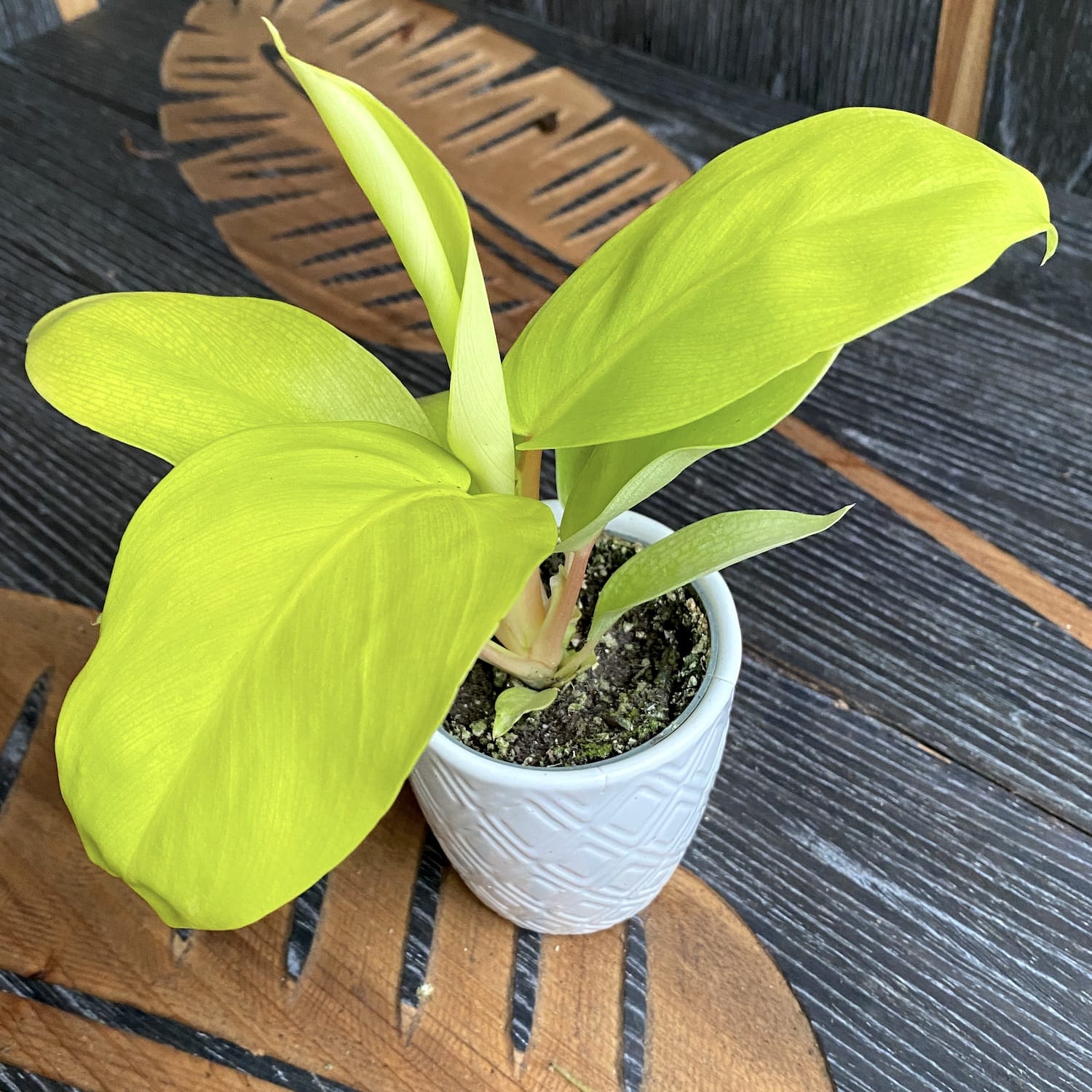 Philodendron Malay Gold (babyplant)