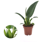 Philodendron martianum (Philodendron Pacova)