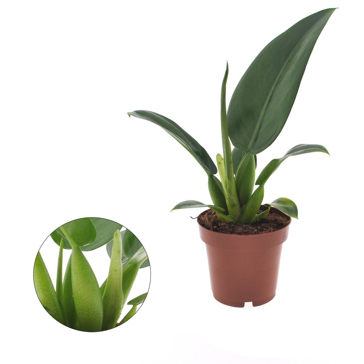 Philodendron martianum (Philodendron Pacova)