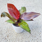 Philodendron Red Sun D9
