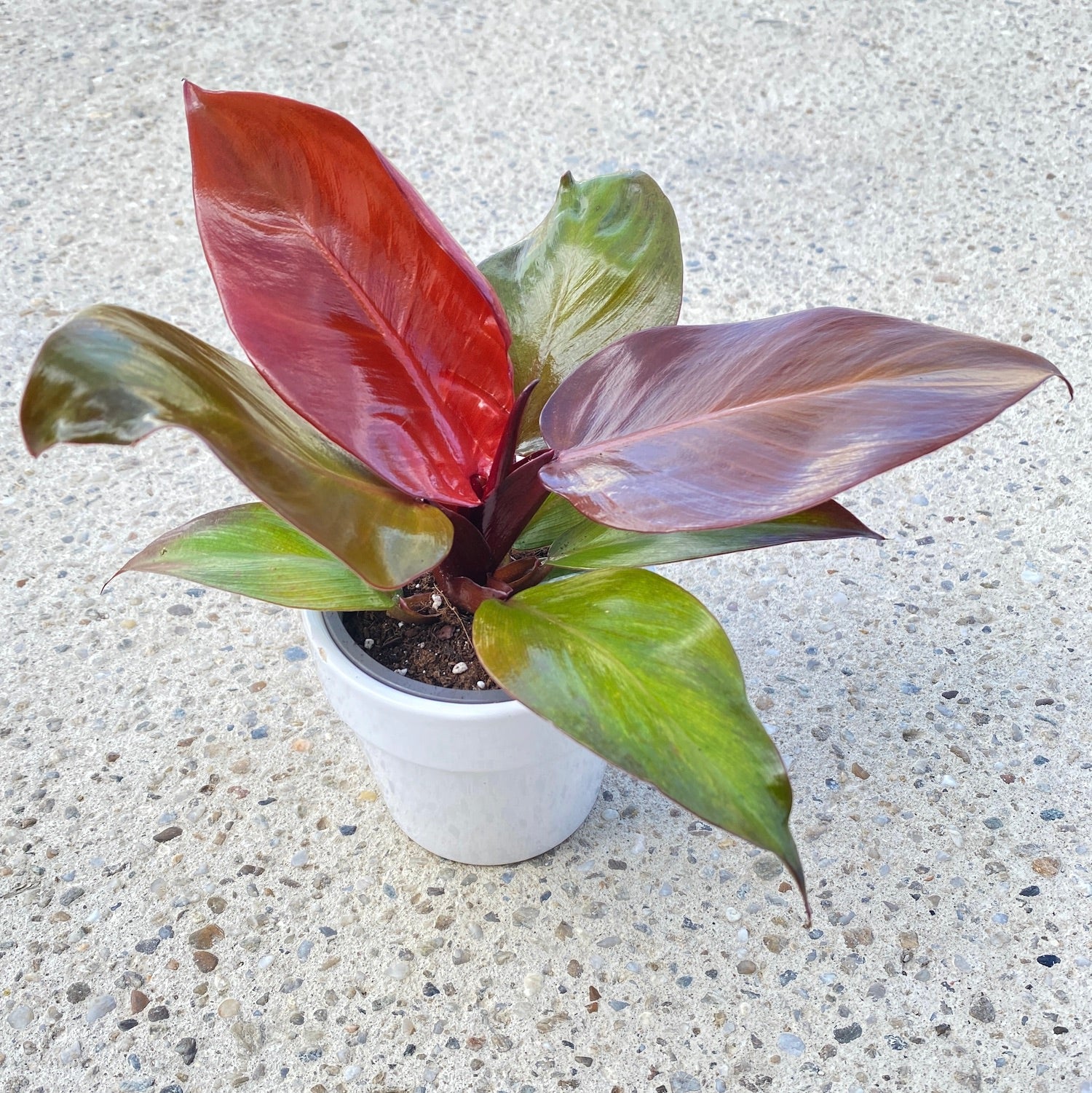 Philodendron Red Sun D9