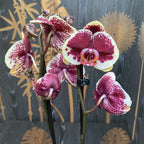 Phalaenopsis Limitted Żółty