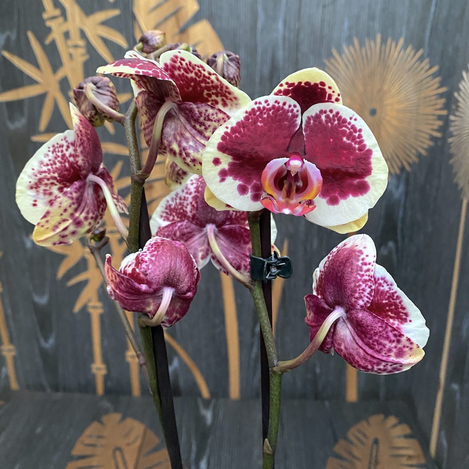 Phalaenopsis Limitted Yellow