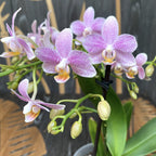 Phalaenopsis Little Star (Mayshang Angel, Ζάμπια) αρωματική