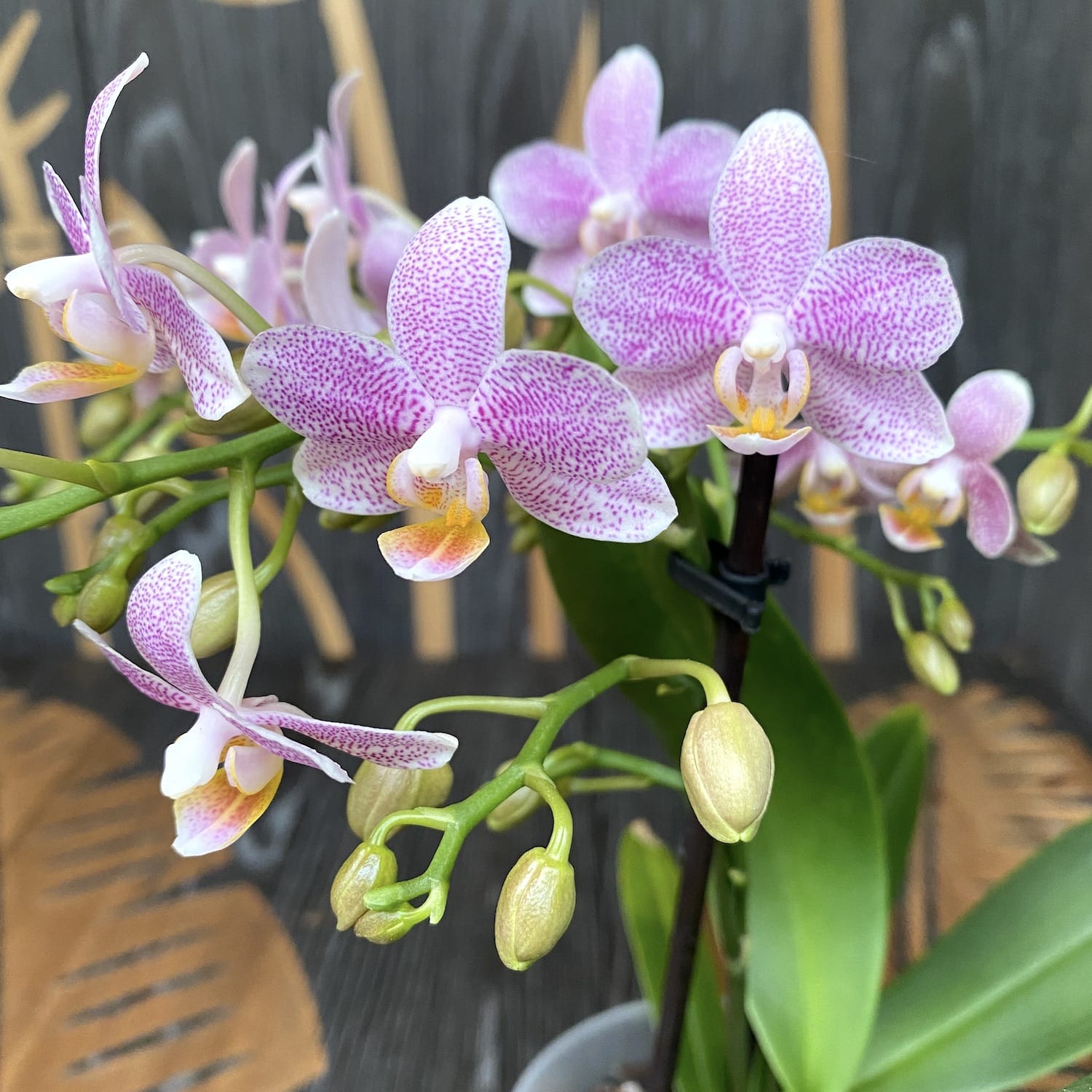 Phalaenopsis Little Star (Mayshang Angel, Zambia) parfumata