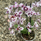 Phalaenopsis multiflora - flori pelorice