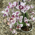 Phalaenopsis multiflora - flori pelorice