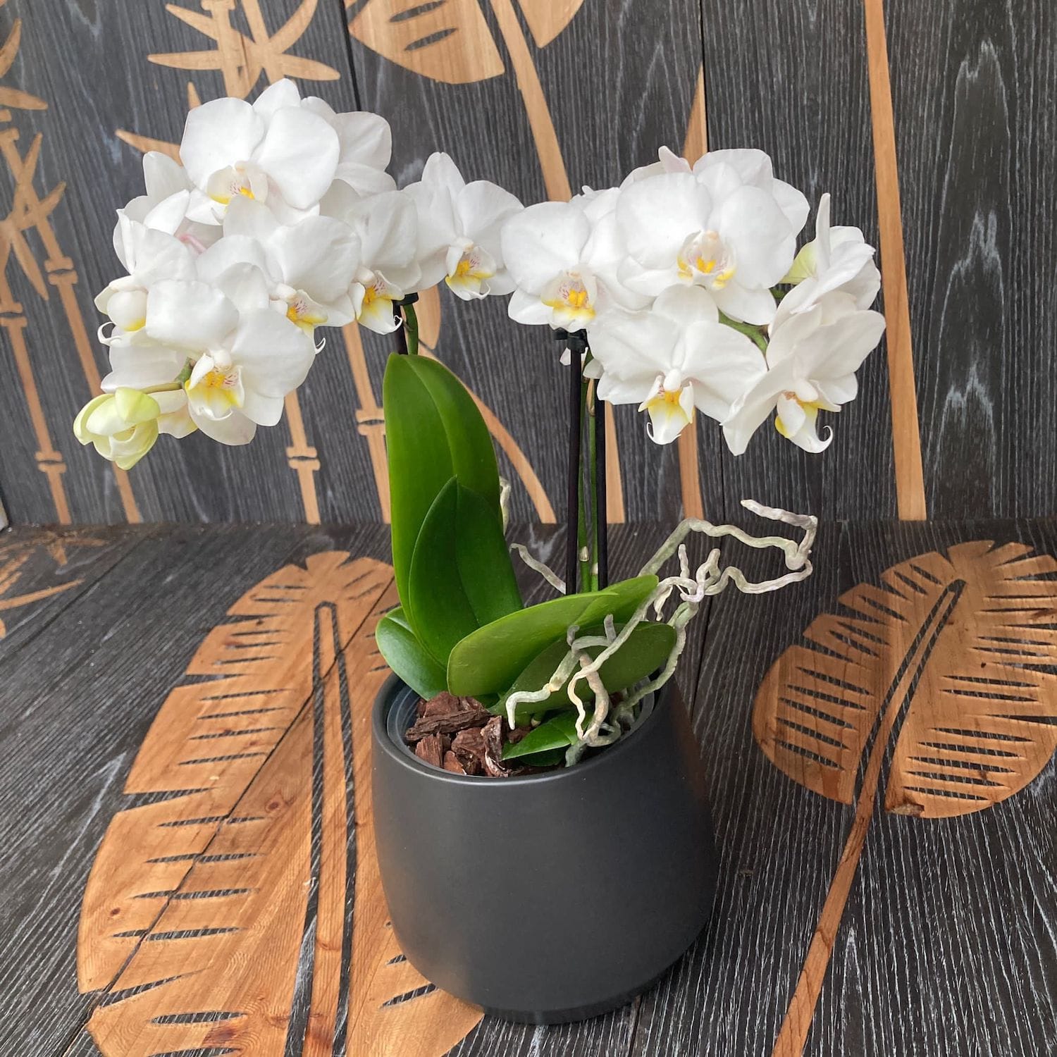 Phalaenopsis Flocon de Neige