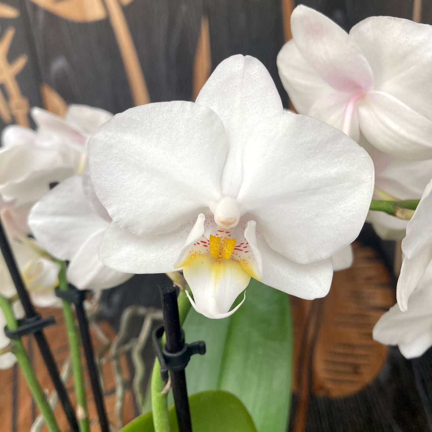 Phalaenopsis Flocon de Neige