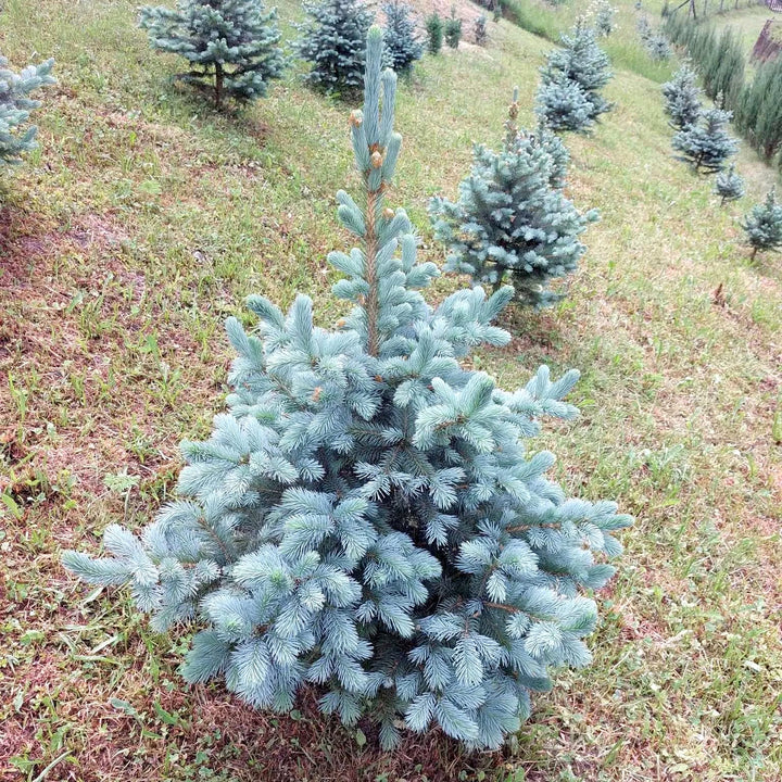 Picea pungens 'Super Blue'