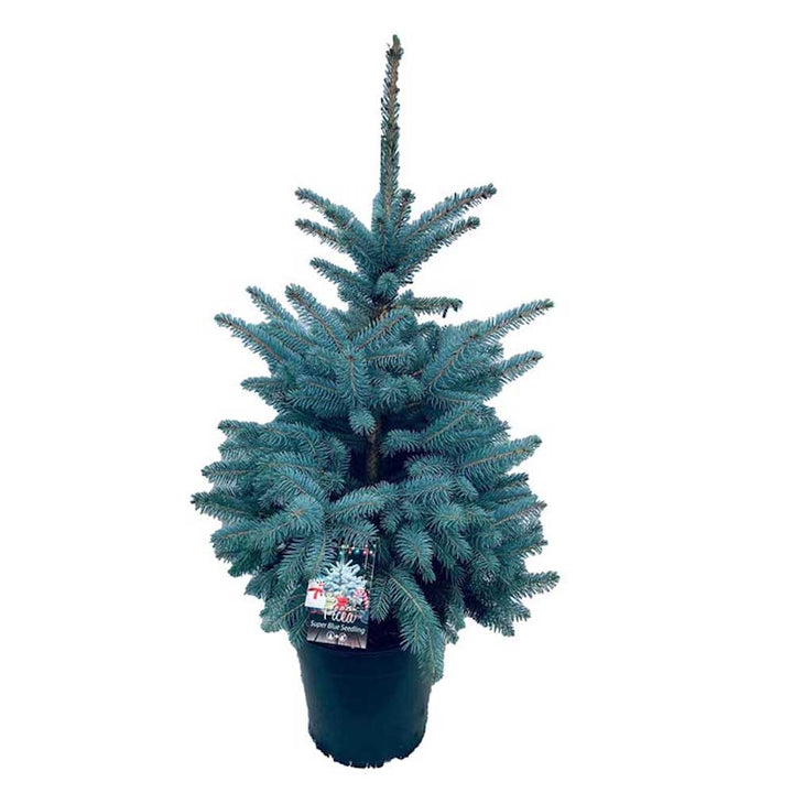 Picea pungens 'Super Blue'