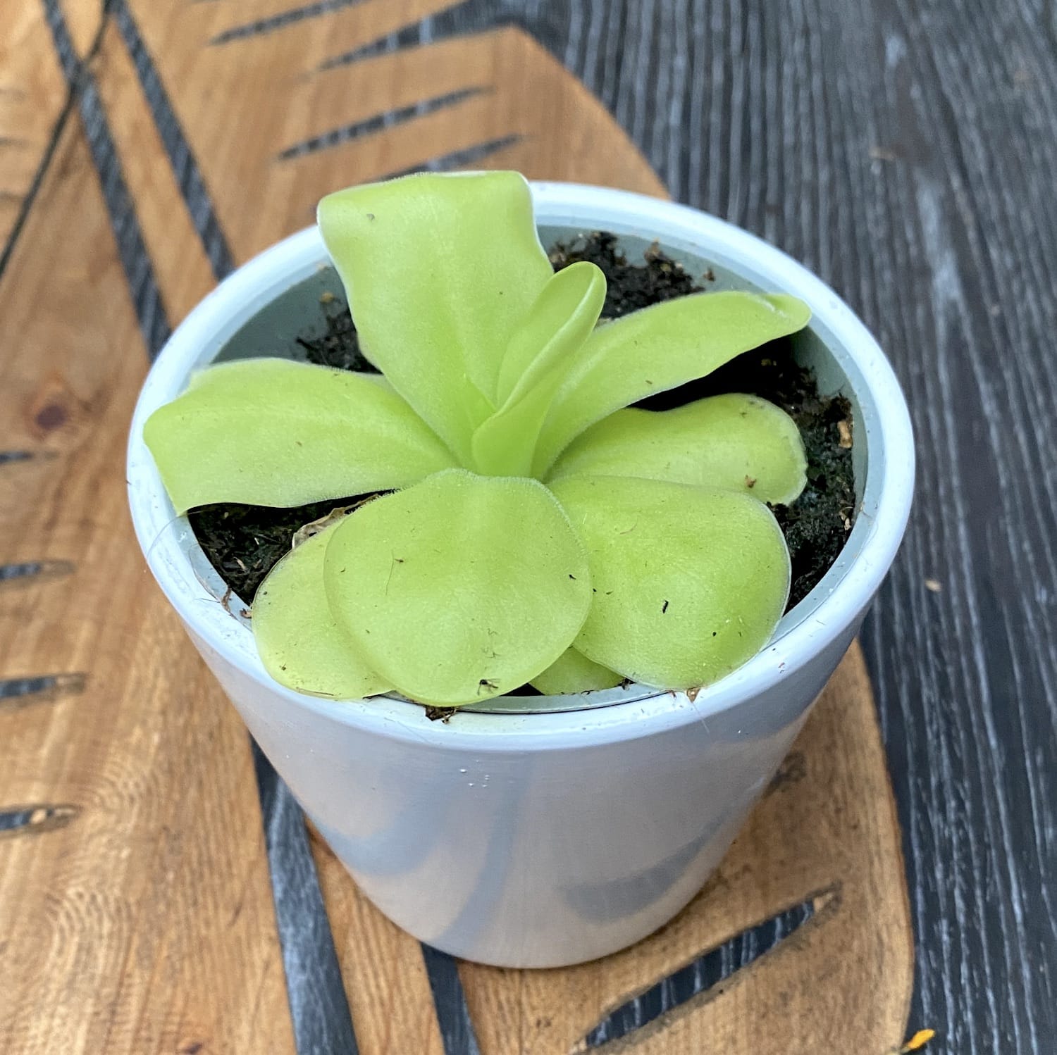 Pianta carnivora Pinguicula Tina