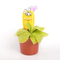 Carnivorous Plant Pinguicula Tina