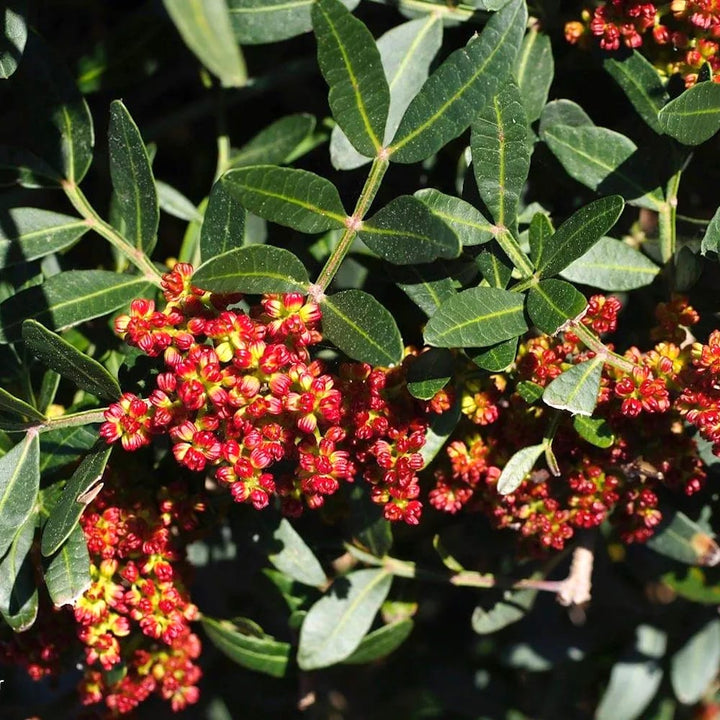 Mastic tree - Pistacia lentiscus