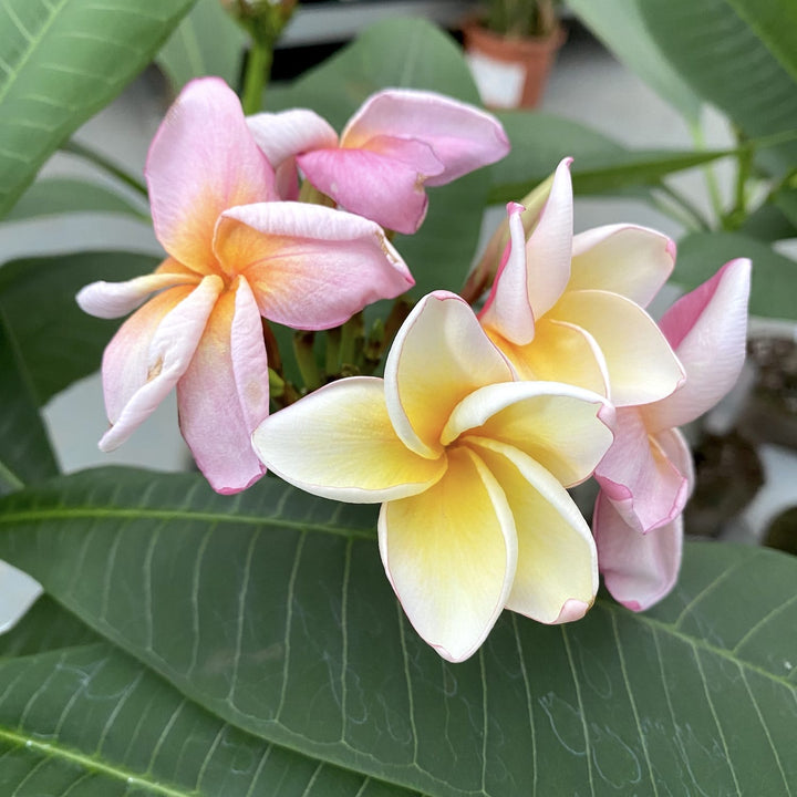 Plumeria rubra 'Hawaiian Opal Pink'