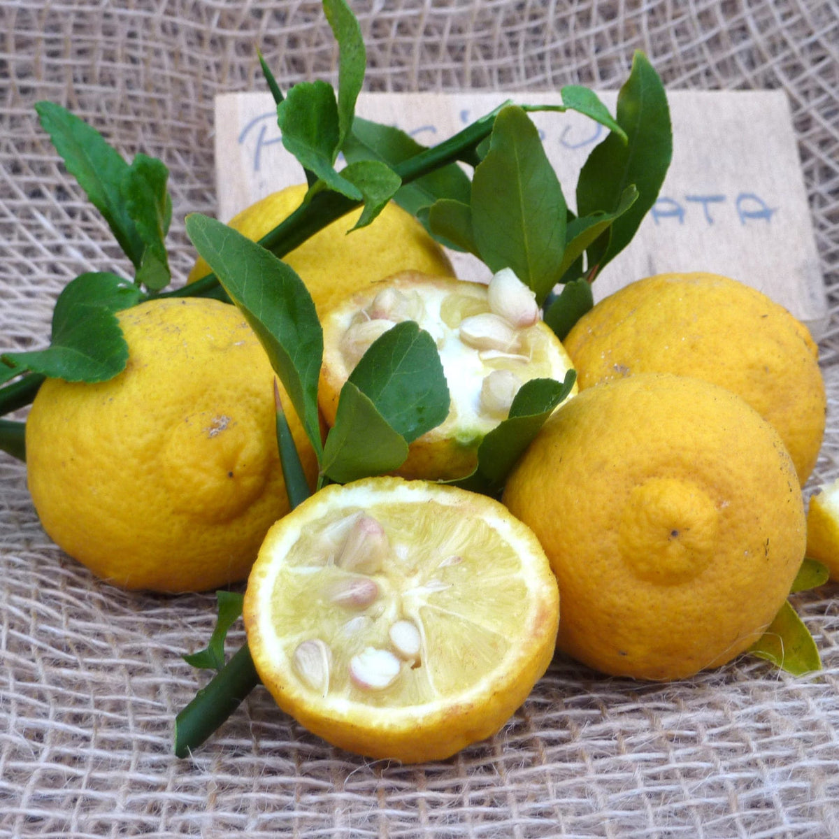 Zahradní citroník, odolný proti mrazu - Citrus trifoliata (Poncirus Tr ...