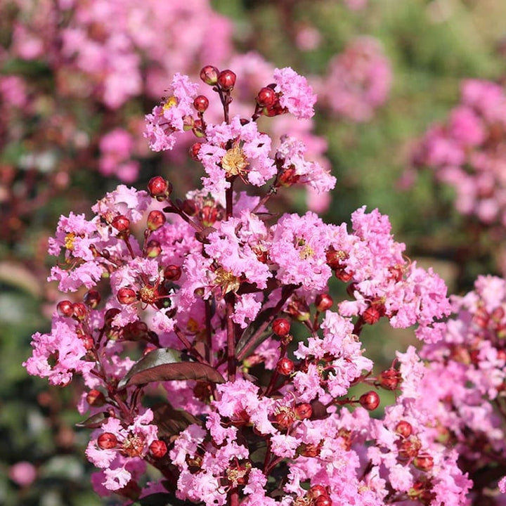 Lagerstroemia indica 'Rhapsody in Pink'