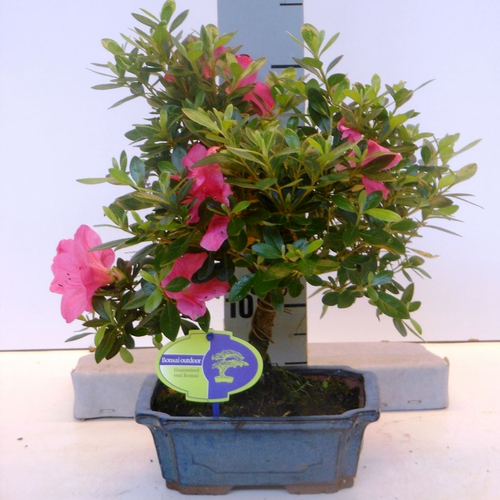 rhododendron japonicum bonsai Bonsai Azalea Japonica (Rhododendron) – Secret Garden Plant Shop