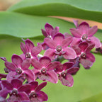 Rhynchostylis gigantea 'Red'