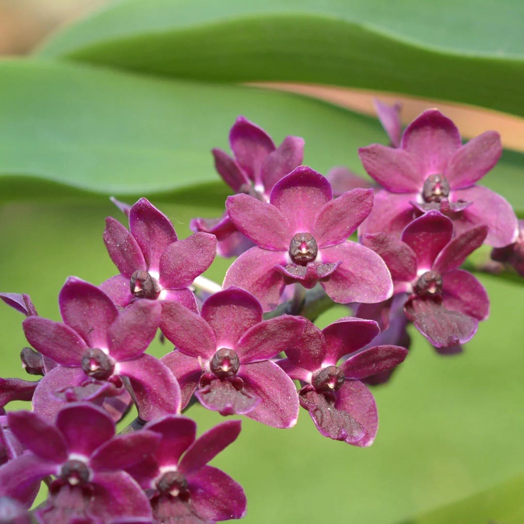 Rhynchostylis gigantea 'Rot'