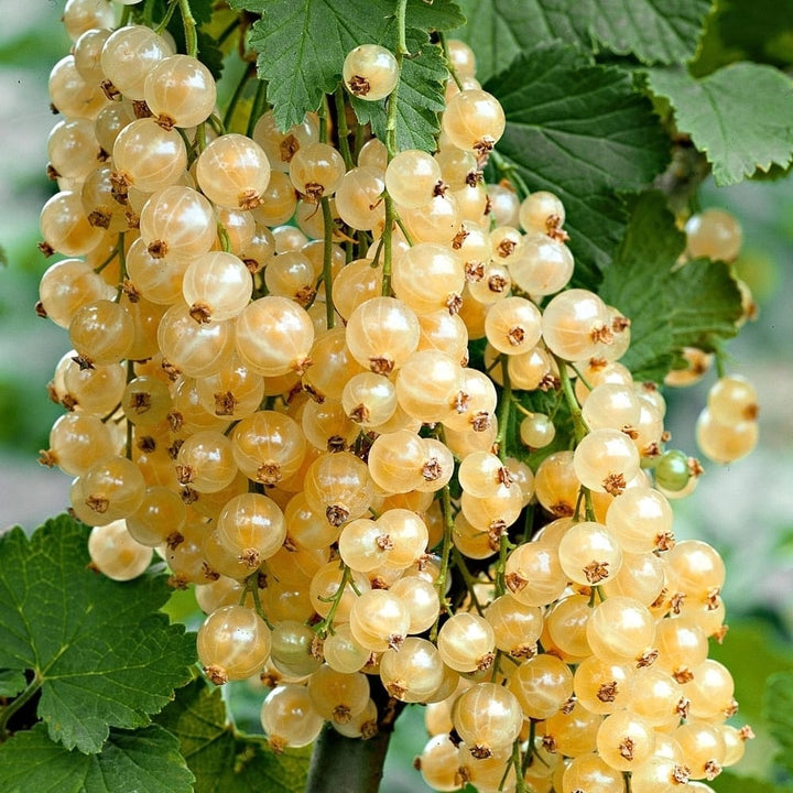 Ribes rubrum 'Witte Parel'