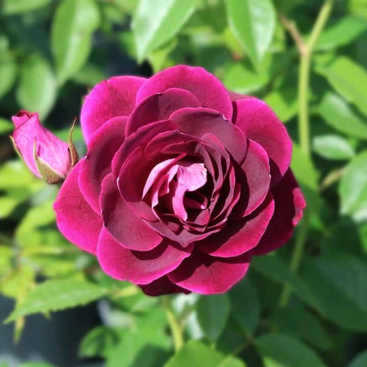 Rosa 'Burgundy Ice'