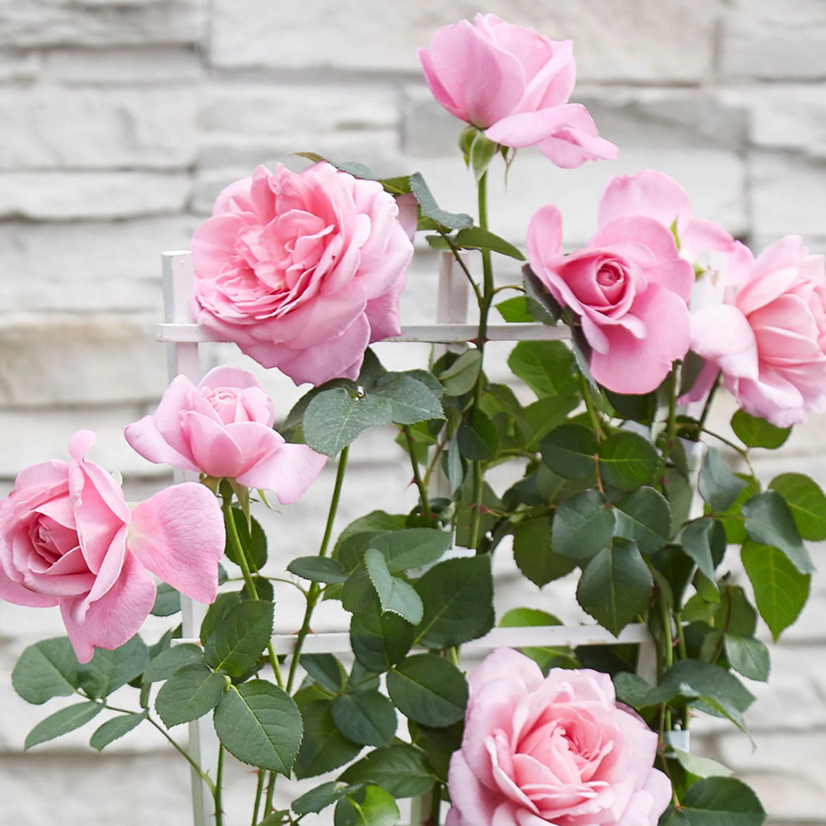 Pink Roz Rosa ‘Crazy in Love’® Pink - Trandafir floribunda roz, catarator, parf ...