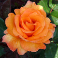 Rosa ‘Doris Tysterman’