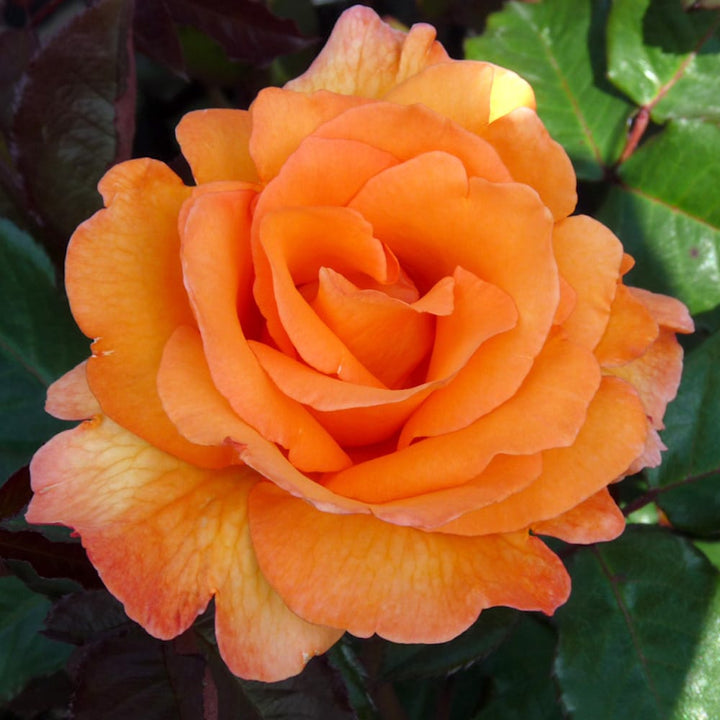 Rosa ‘Doris Tysterman’