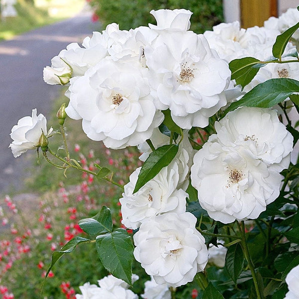 Rosa 'Dream Queen'® - White, climbing, fragrant floribunda rose (Rosa Iceberg)
