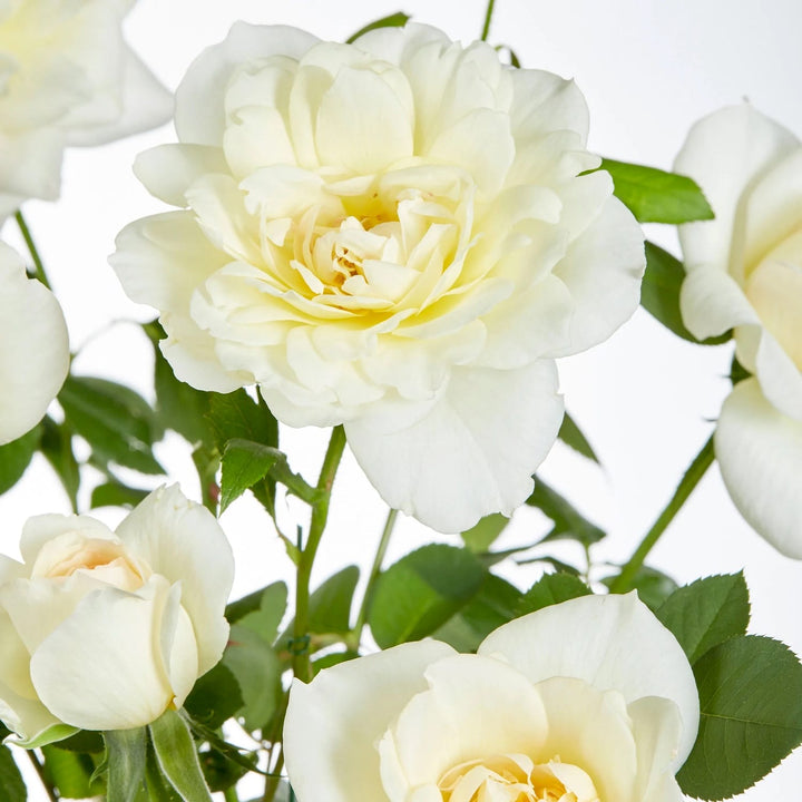 Rosa ‘Crazy in Love’® Vanilla