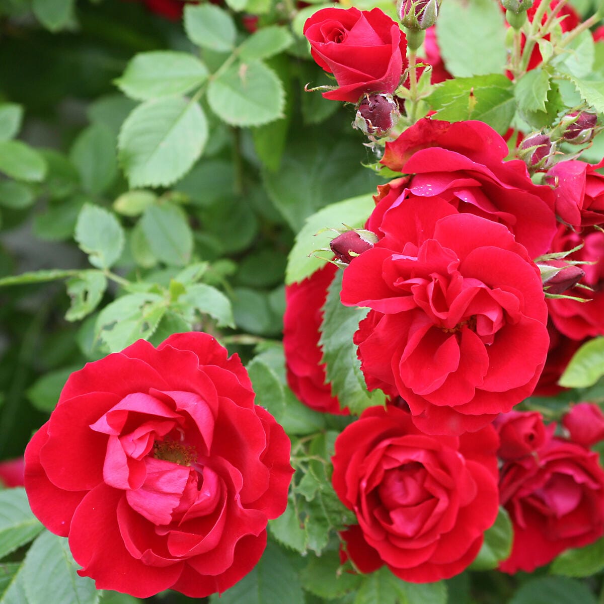 Rosa ‘Red Climber’® - Trandafir floribunda rosu, catarator, parfumat (Rosa Flammentanz)