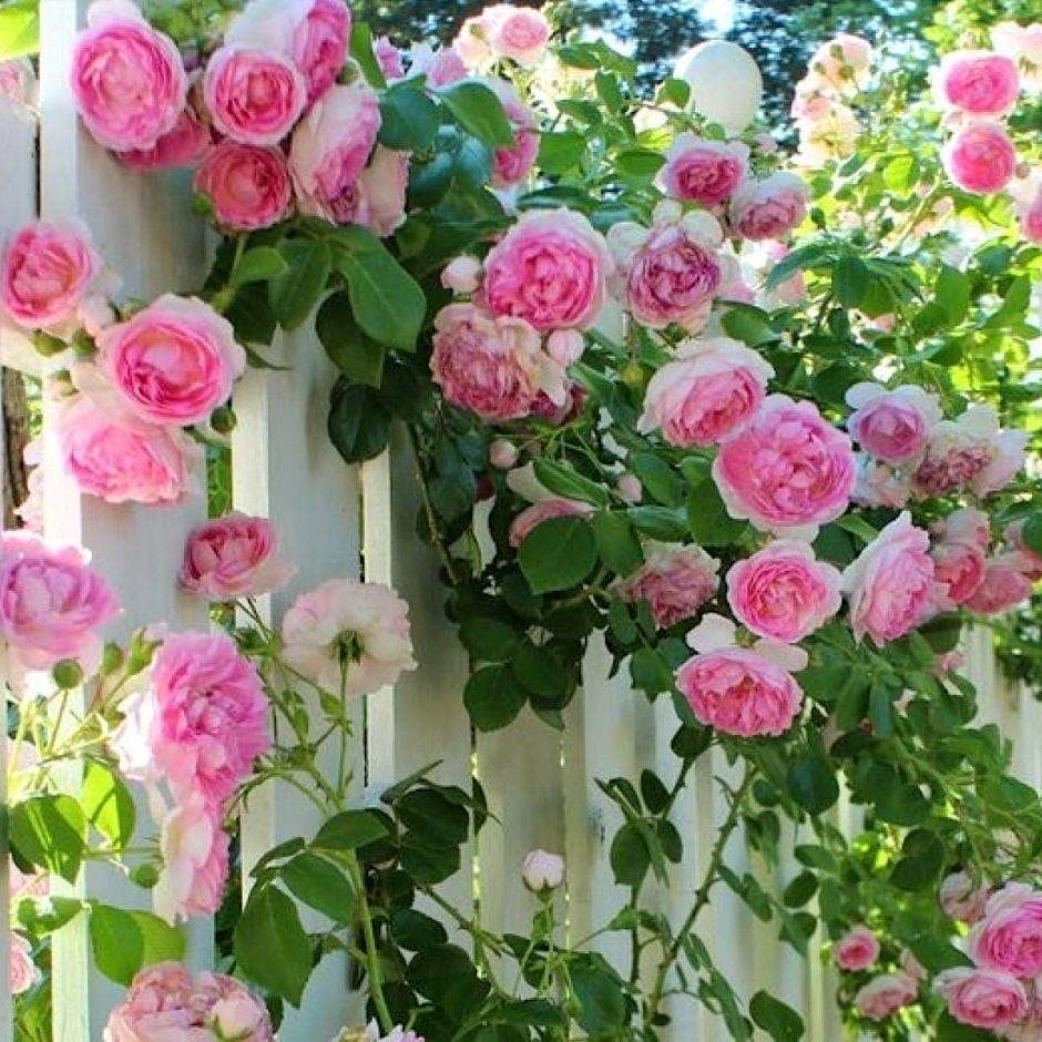 Rosa 'Crazy in Love'® Pink - Trandafir floribunda roz, catarator