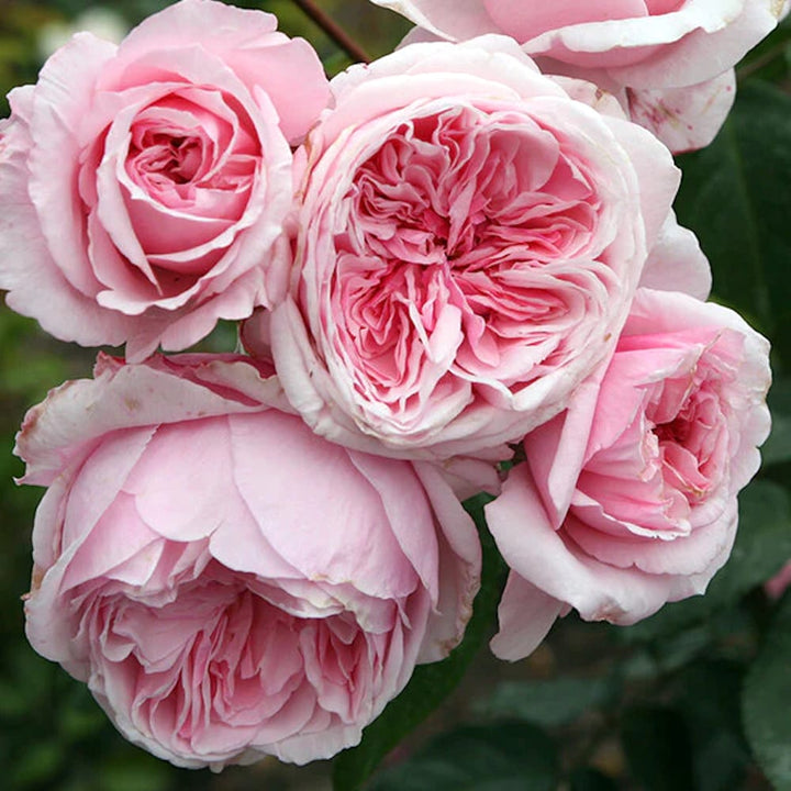 Rosa ‘Kiss me Kate’