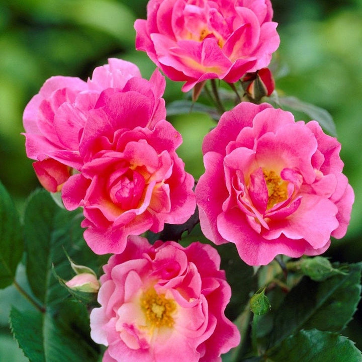 Rosa ‘Ville de Roeulx’