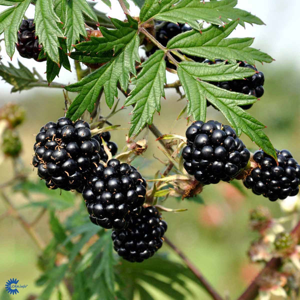 Thornless mulberry, evergreen, with huge yields - Rubus fruticosus 'Thornless Evergreen'