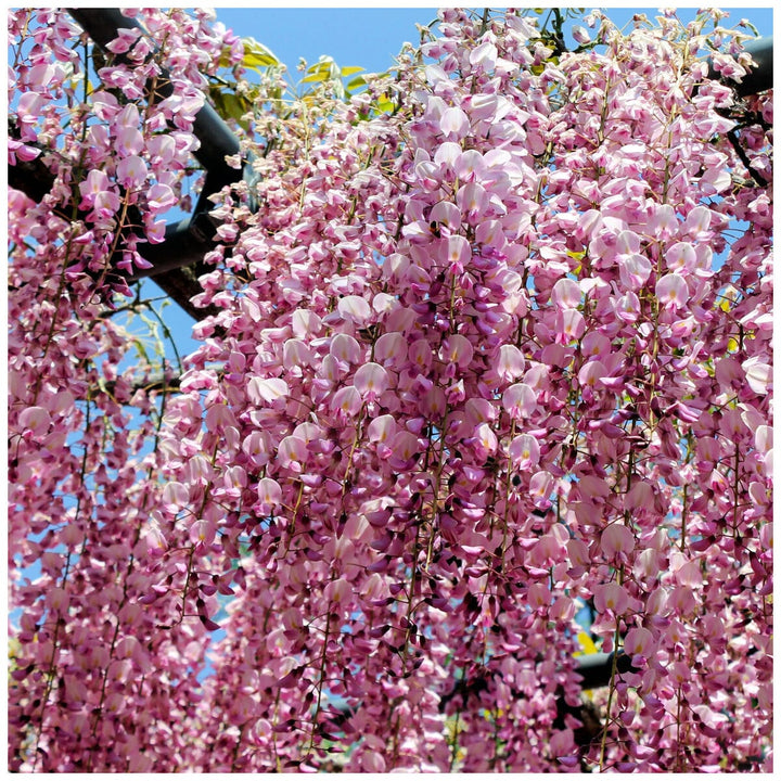 Wisteria floribunda 'Rosea'