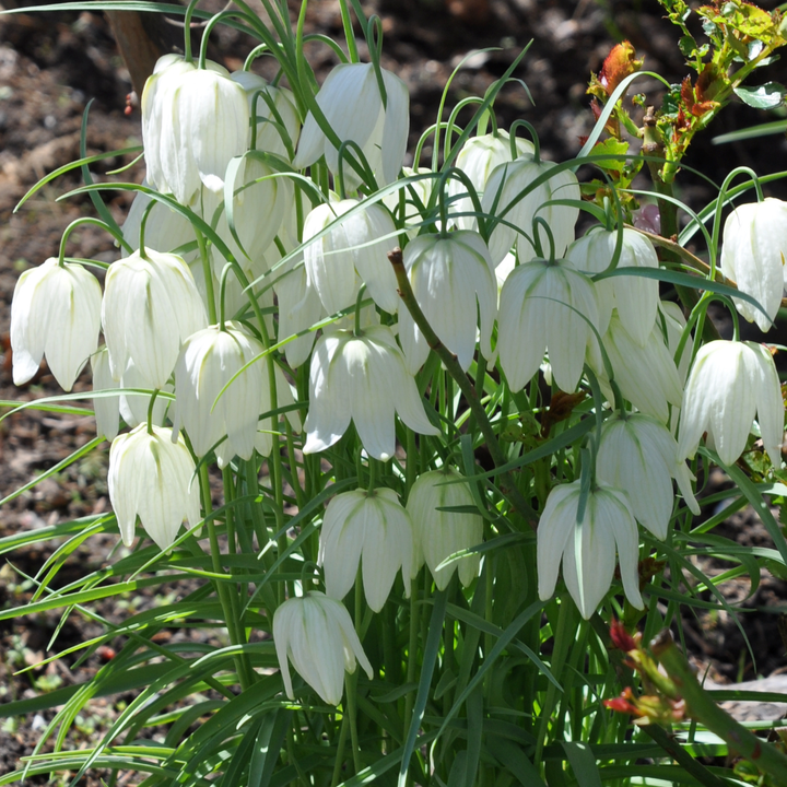 Bulbi de Fritillaria meleagris var. Alba